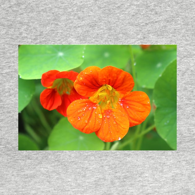 Nasturtium Flowers by pinkal